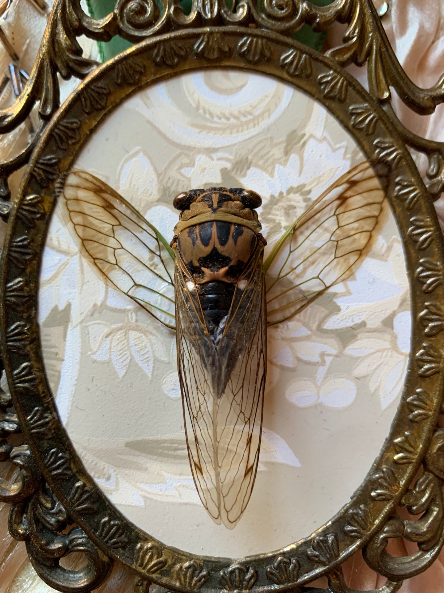 Framed real cicada specimen