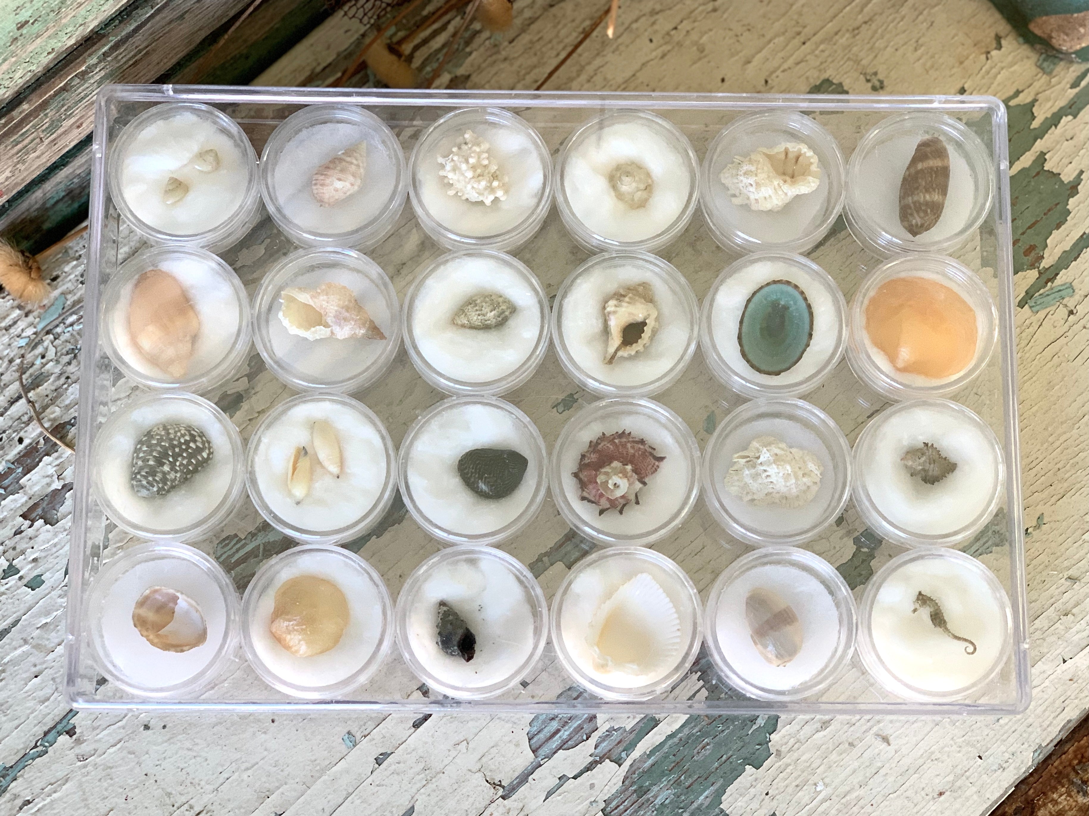 Vintage specimen case collection seashell nature curiosity – SAD ROSETTA