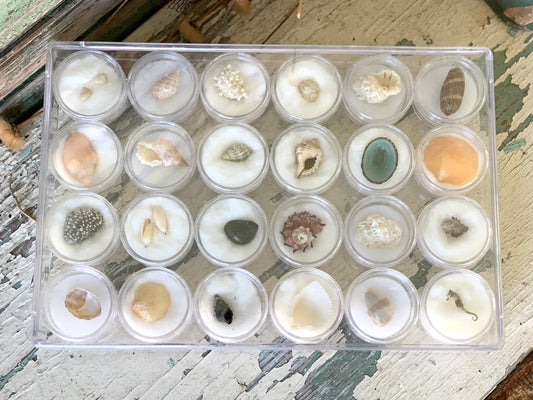 Vintage mini seashell collection