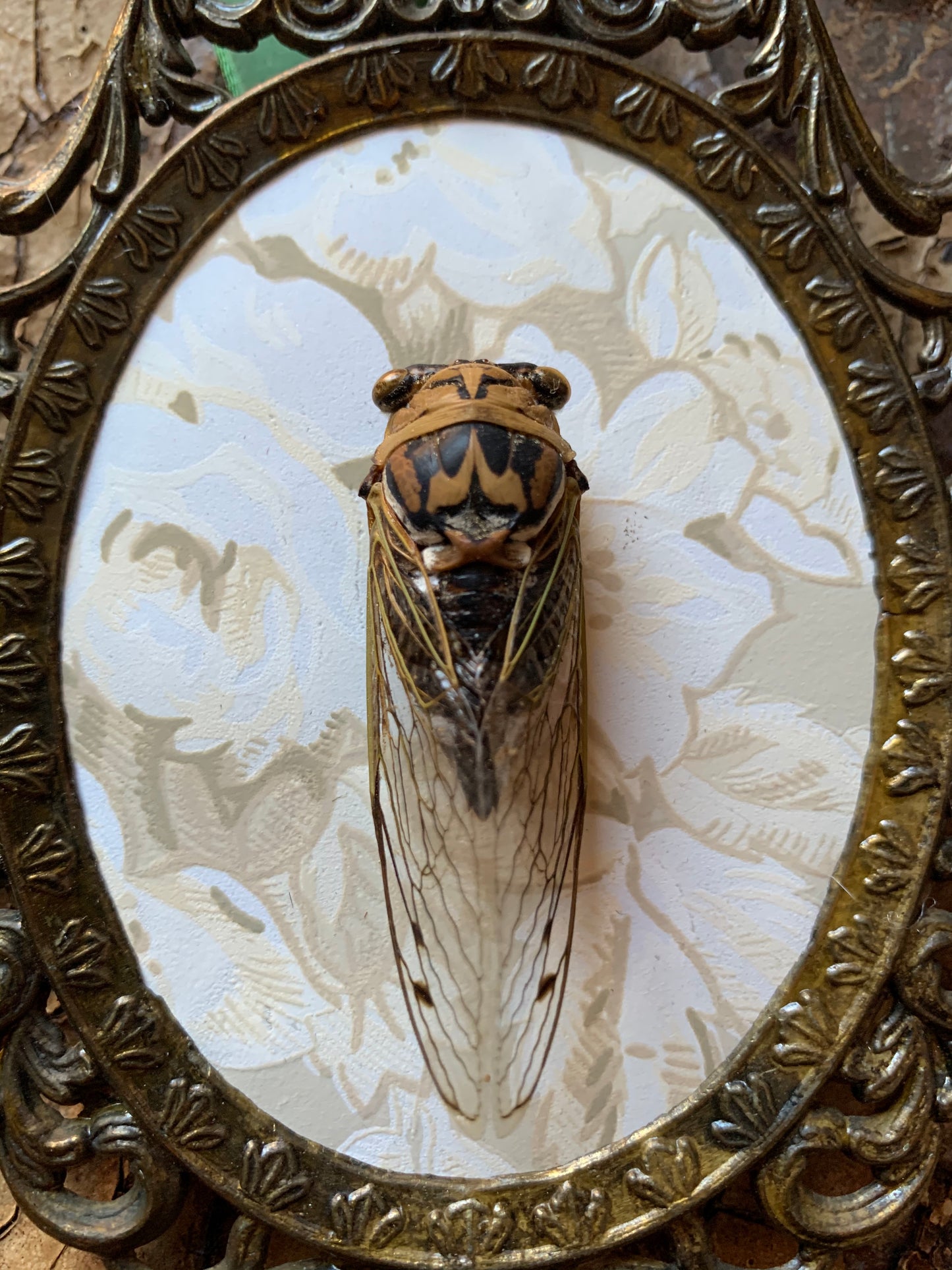 Framed cicada insect specimen