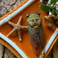 Cicada nature specimen display