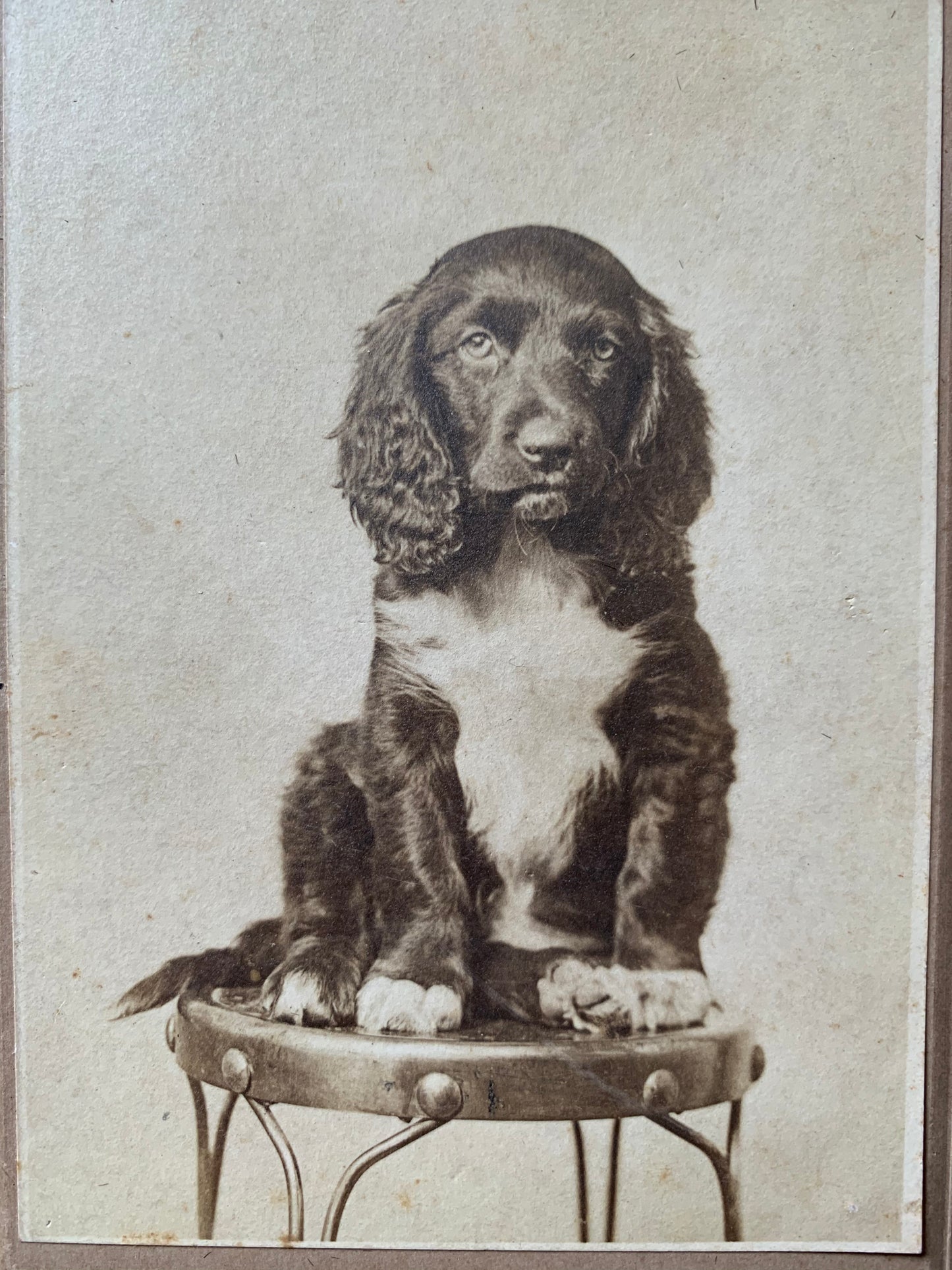 Antique dog cabinet card photo