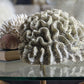 Extra large real coral specimen