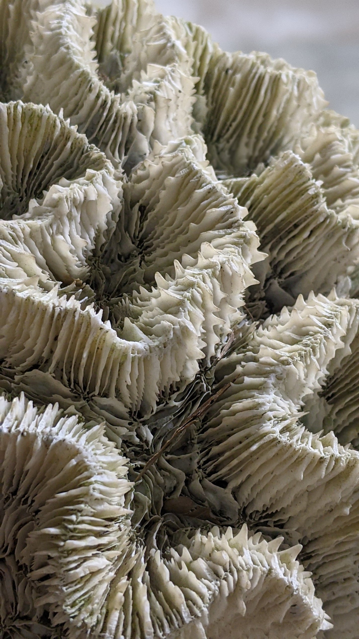 Extra large real coral specimen